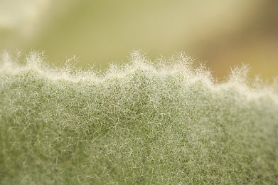 茄子直播：直播新风尚，茄子带你玩转多彩直播世界-2