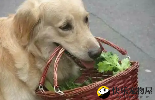 金毛得知怀孕的女主想抛弃它，为留下，金毛的行为让邻居为它撑腰