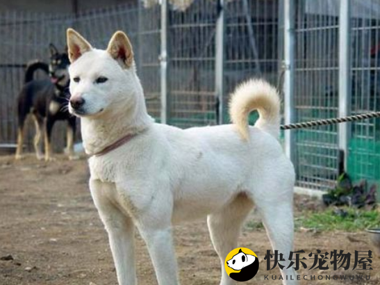 韩国土狗，第53号国宝韩国珍岛犬，还是上过奥运会开幕式的狗狗