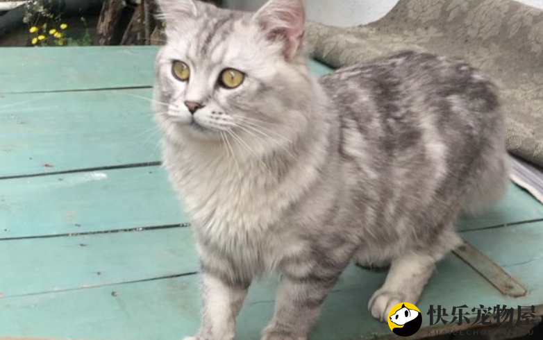 银渐层返祖长毛猫真相，令人意外！