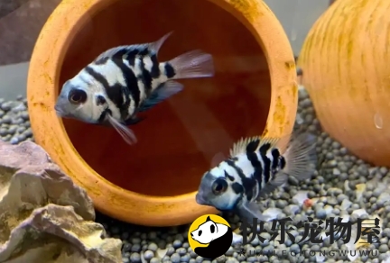 揭秘鹦鹉鱼产卵的吉祥寓意