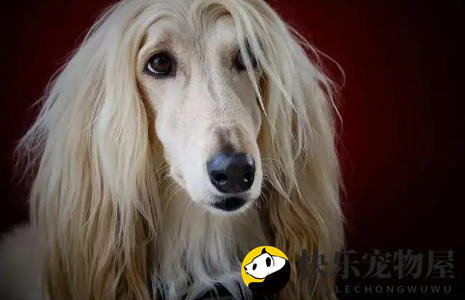 阿富汗猎犬如何鉴定品相？宠物主人必知