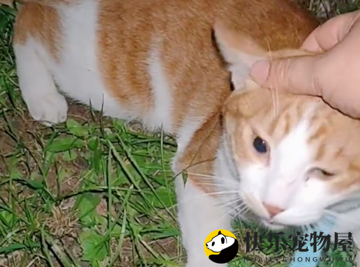 遛狗时偶遇一只戴手表的猫咪，它会给主人打电话吗？