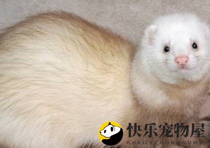 香槟色貂能否成为你的宠物？本文为你解答