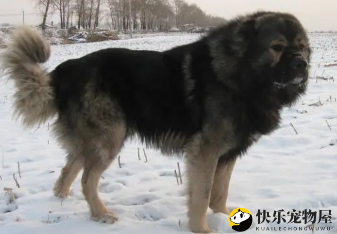 高加索犬如何避免攻击行为？宠物主人必看