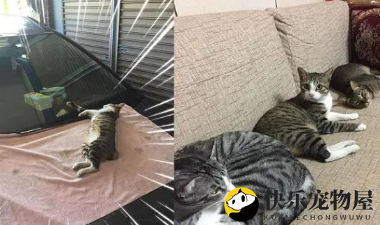 不请自来成新宠，饲主客厅惊见：我家只养2只猫啊