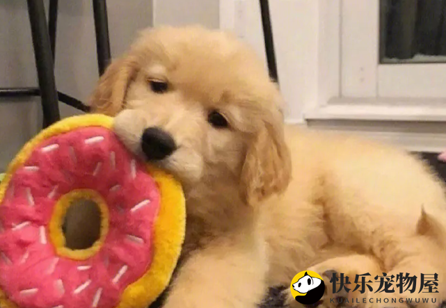 金毛鼻头发红怎么回事？金毛犬鼻头发红如何解决？
