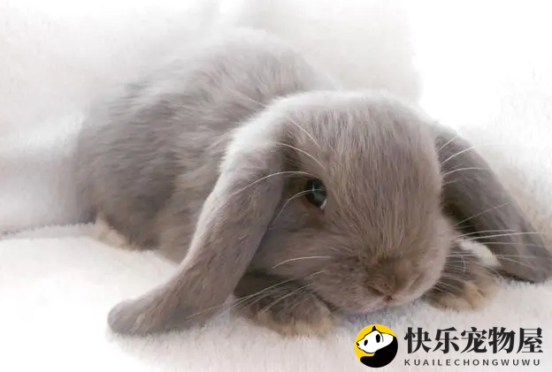 迷你垂耳兔的成长之谜