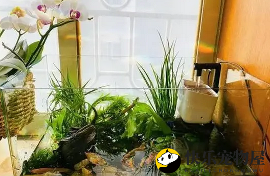 鱼缸过滤器的重要性，养鱼须知~