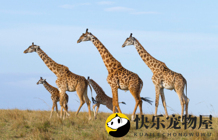 长颈鹿是麒麟吗