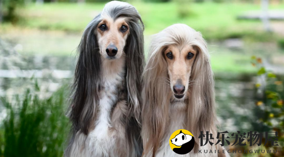 阿富汗猎犬如何鉴定品相？宠物主人必知
