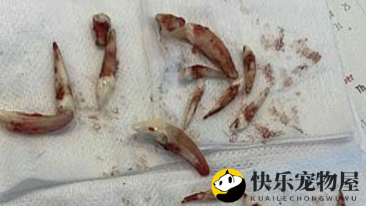 领养的狗狗居然有70颗牙齿，主人很心疼