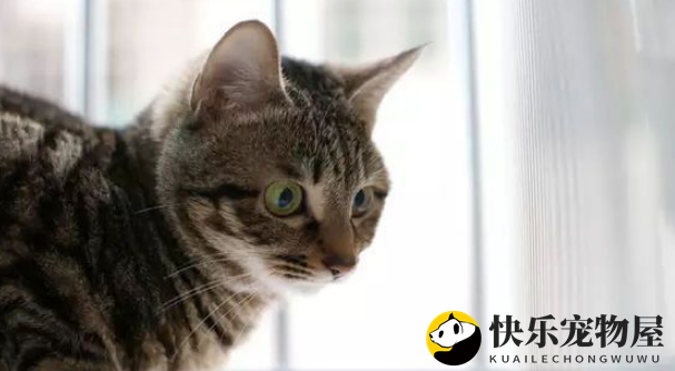 那些你不知道的狸花猫冷知识，来看看吧！