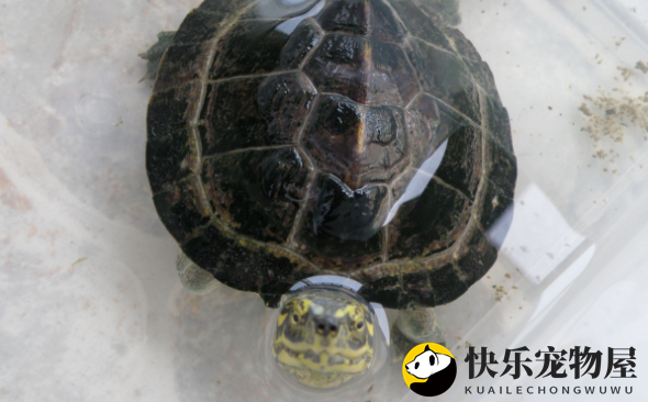 黄头庙龟拒食应对指南