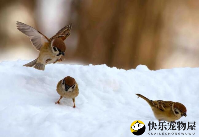 麻雀的误解
