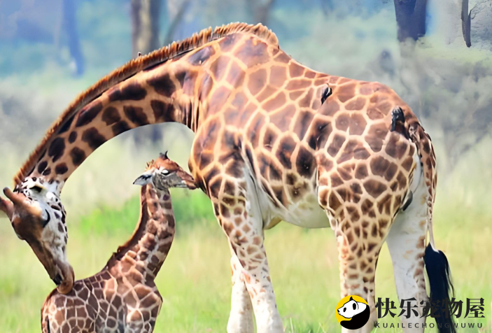 长颈鹿怎么叫的