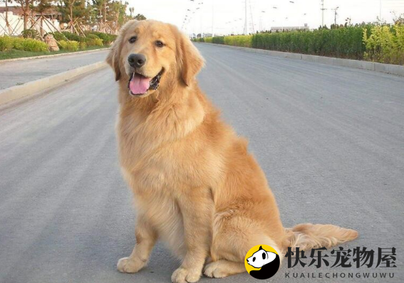 金毛打喷嚏的秘密，一探究竟