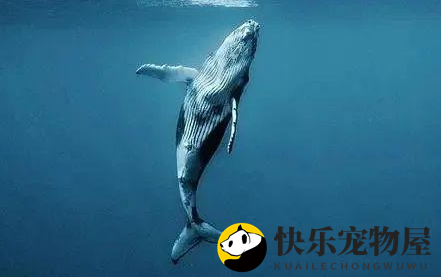 探寻鲸鱼的栖息地