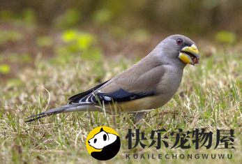 黑尾蜡嘴雀价格揭晓，养它的人必看