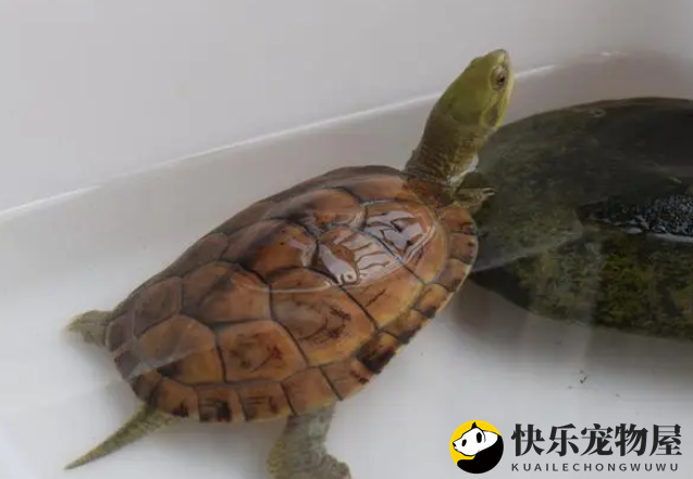 黄喉拟水龟的蔬菜食谱揭秘