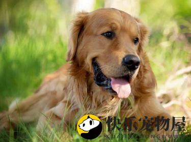 金毛幼犬可以吃梨吗，一文告诉你！