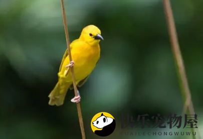 金丝雀毛蓬松怎么办？揭秘攻略