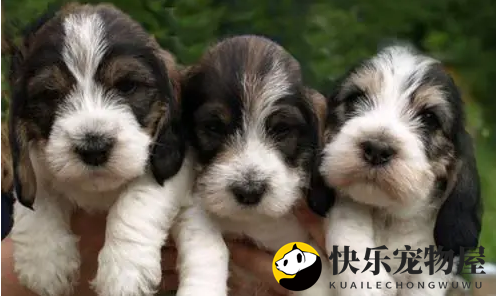 迷你贝吉格芬凡丁犬喜叫程度，喜叫四颗星