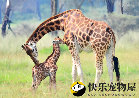 长颈鹿的保护级别
