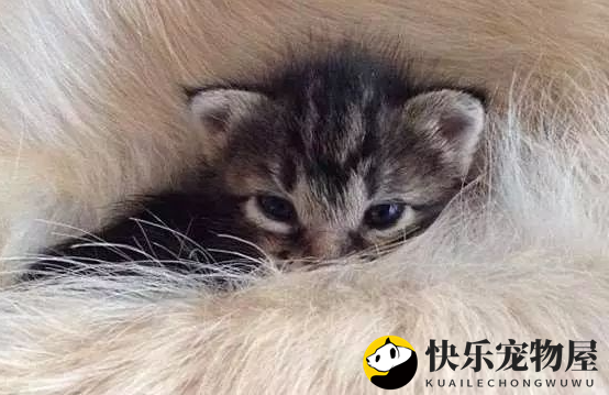 黄金猎犬母爱爆发，主动照顾被妈妈抛弃的小猫，一狗一猫融化人心