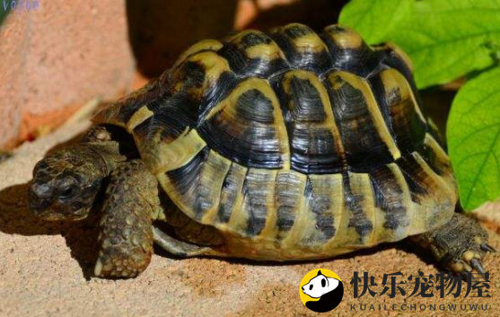 揭秘迷你麝香龟的咬人习性