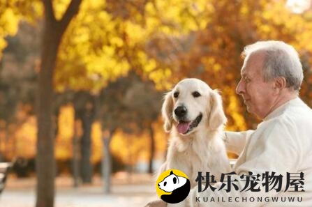 适合农村老年人饲养的犬种