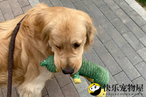 金毛肚子上有红疙瘩的原因？