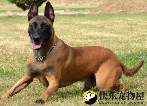 马犬认主时间揭秘，这里有详细解答~