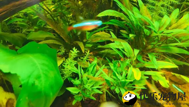鱼缸中氧气的作用，了解的越多，实用性就越强，减少鱼病的发生。