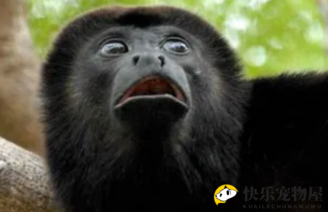 黑吼猴的食物之谜
