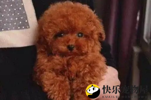 迷你型泰迪的体重之谜，4斤是否属实？
