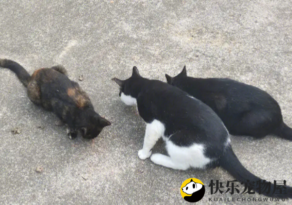 如何找到附近流浪猫？有人知道吗？