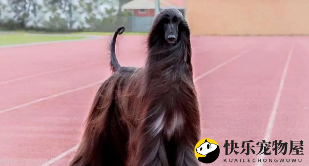 阿富汗猎犬生病怎么办？静养少动增加营养