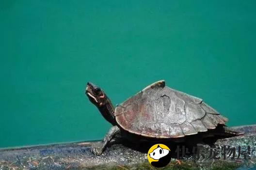 龟池不换水？得有这个前提条件