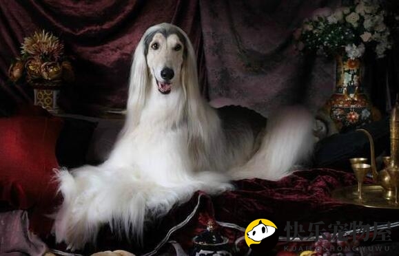 阿富汗猎犬腹泻怎么办?这里有方法 阿富汗猎犬腹泻怎么办?这里有方法