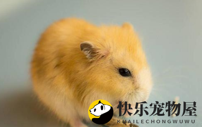 金狐仓鼠好养吗？金狐仓鼠就是好养活的仓鼠