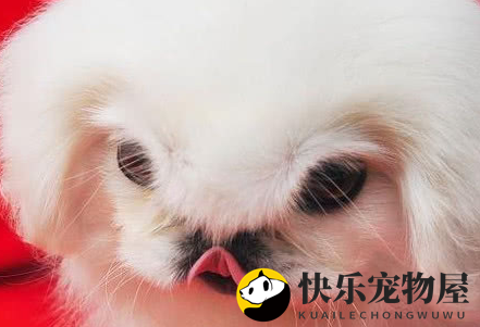 鹰叭犬:鹰面犬,珍稀程度超越大熊猫 鹰叭犬:鹰面犬,珍稀程度超越大熊猫