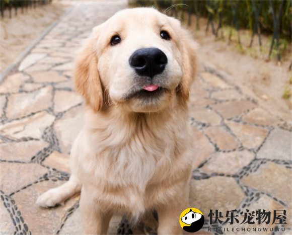 金毛犬鼻色变浅的成因