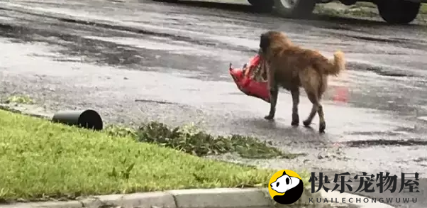 飓风肆虐后，一只狗狗勇敢地带着狗粮在街头漫步...