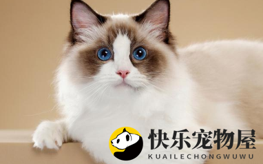 金吉拉和布偶猫配种可以吗 布偶猫和金吉拉配种要慎重