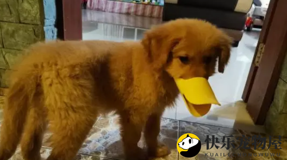 金毛喜欢乱咬东西，网友想了一个办法，这下就老实了