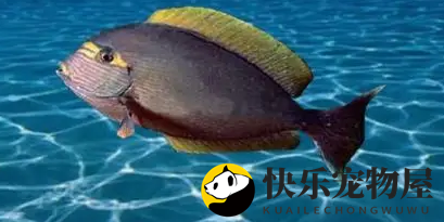 黑棘眼纹吊的特征！