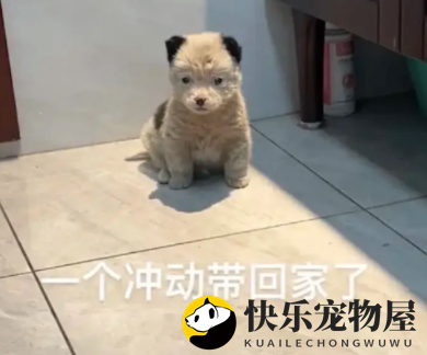 遛狗时偶遇一只脏兮兮的小狗，女生果断带回家，洗完澡后变得超萌