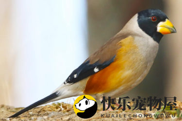 黑尾蜡嘴雀外观揭秘，想养的人必看