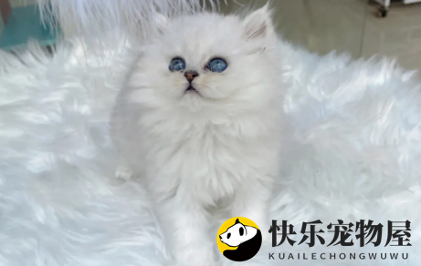 金吉拉猫身上有跳蚤怎么去除？怎么去跳蚤？
